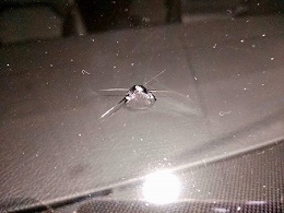 哪裏可以修複汽車玻璃